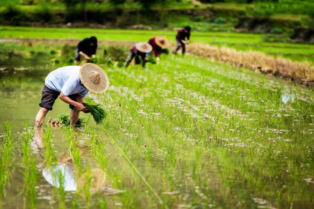 关于谷雨诗词佳句（10首唯美谷雨诗词）