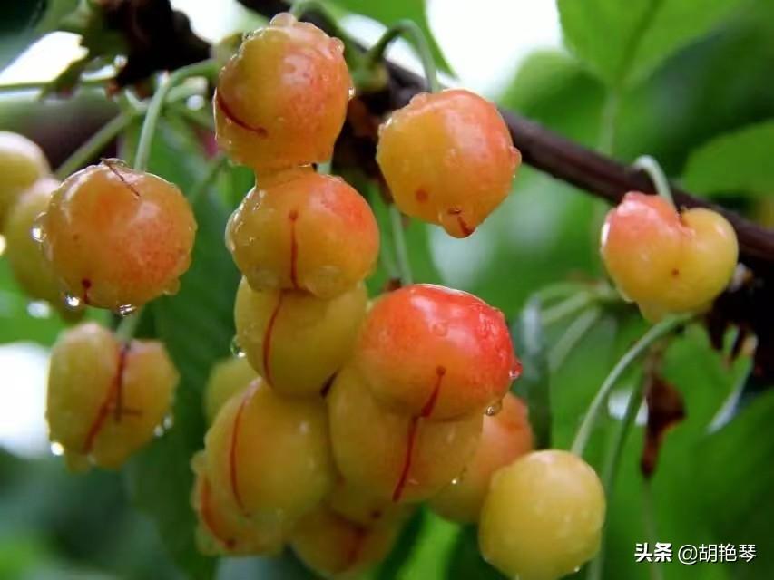 描写谷雨诗词佳句鉴赏（8首谷雨诗词）