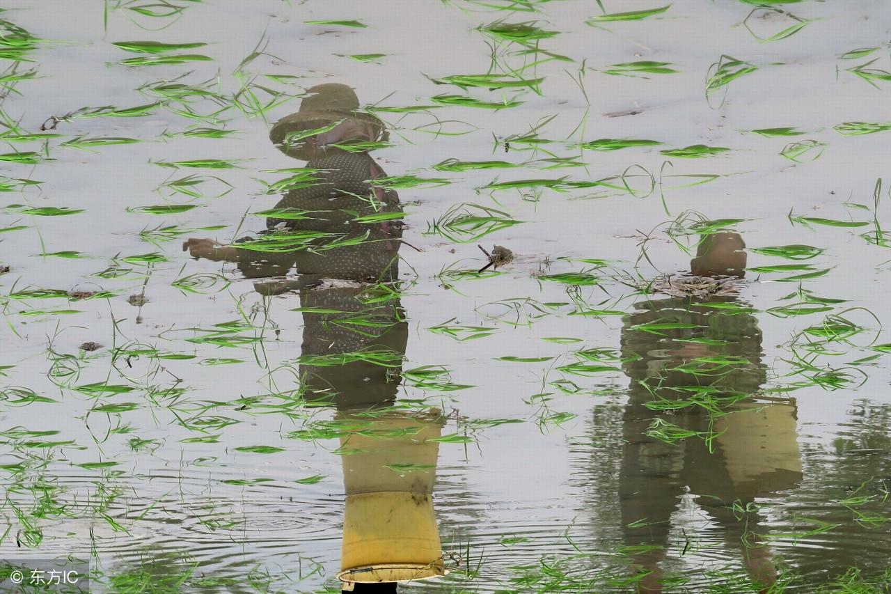 谷雨诗词佳句大全（关于谷雨的诗词）