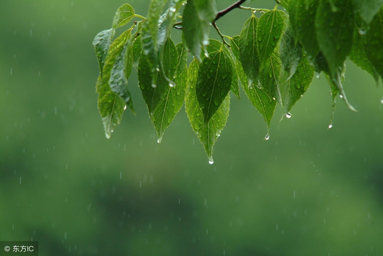 谷雨诗词佳句大全（关于谷雨的诗词）