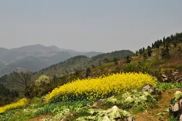 《民族风俗清明节》（关于节日风俗的作文精选）