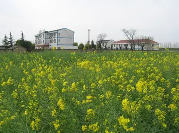 《清明节见闻回忆》（关于春风回忆的作文精选）