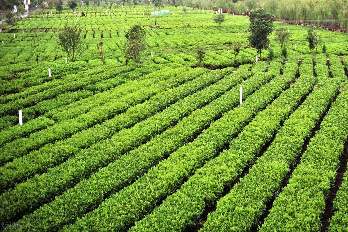 秋天在景色优美语录（秋季山顶喝茶的句子）