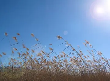 别样的青春风景作文600字（喜悦的记忆）