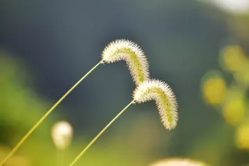 风雨中的狗尾草作文600字（完美的铺垫）