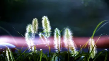 风雨中的狗尾草作文600字（忠实的伙伴）