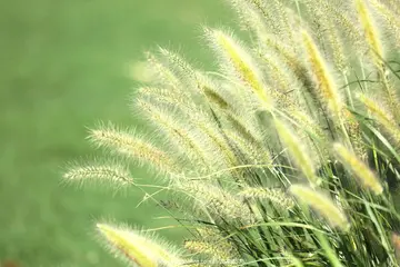 风雨中的狗尾草作文600字（伟大的种子）