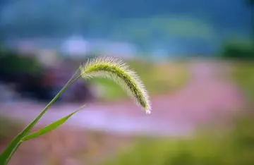 风雨中的狗尾草作文600字（伟大的种子）