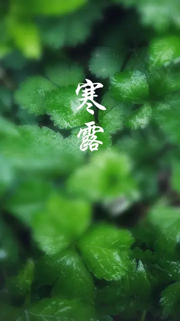 寒露节气的文案句子（关于寒露的经典语录）