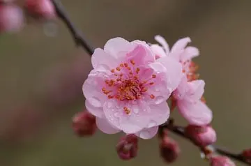 梅花作文600字（信念不变，毅力不变）