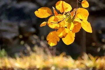 特别高级的秋天文案（经典走心的秋天句子）