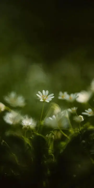 人间清醒的文案 （瞬间清醒的短句）