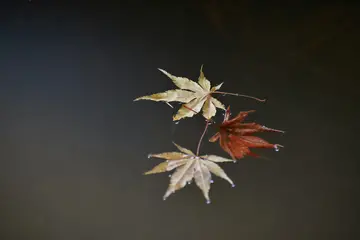 关于秋分的文案（适合秋分的经典短句）