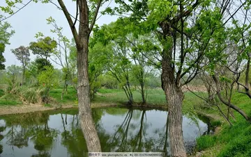 原来春天就在我身边600字作文（迷离在眼前）