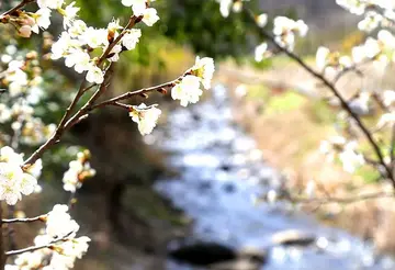 莫辜负春阳600字作文（百花竞放，不负春阳）