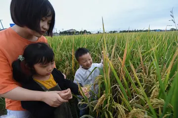 2023世界粮食日活动总结范文（世界粮食日策划总结范文）