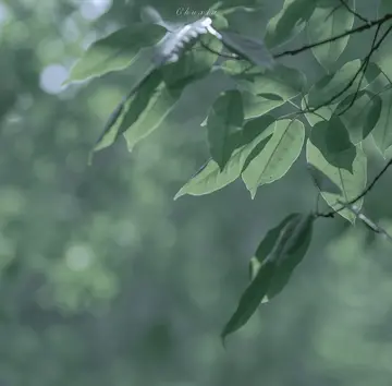 特别现实的语录（直戳人心的现实句子）