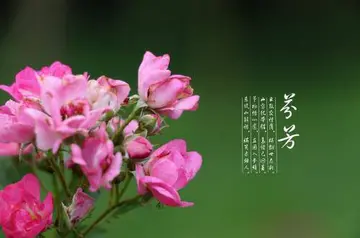 留在记忆里的芬芳作文600字（迷人芬芳的记忆）