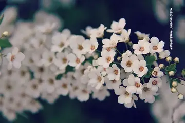 留在记忆里的芬芳作文600字（弥漫在我的心田）