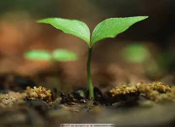 等待发芽600字优秀作文（漫长的等待）