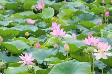 有关夏天作文600字范文（清凉的气息）