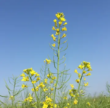 关于心情的说说（适合发圈的心情文案）