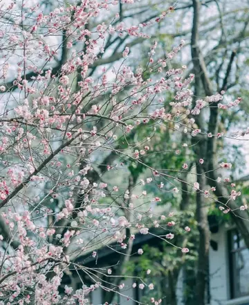 一见倾心的古风文案（特别经典的古风短句）