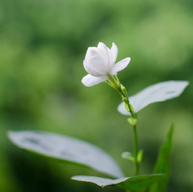 精致唯美的早安语录（百看不厌的早安句子）