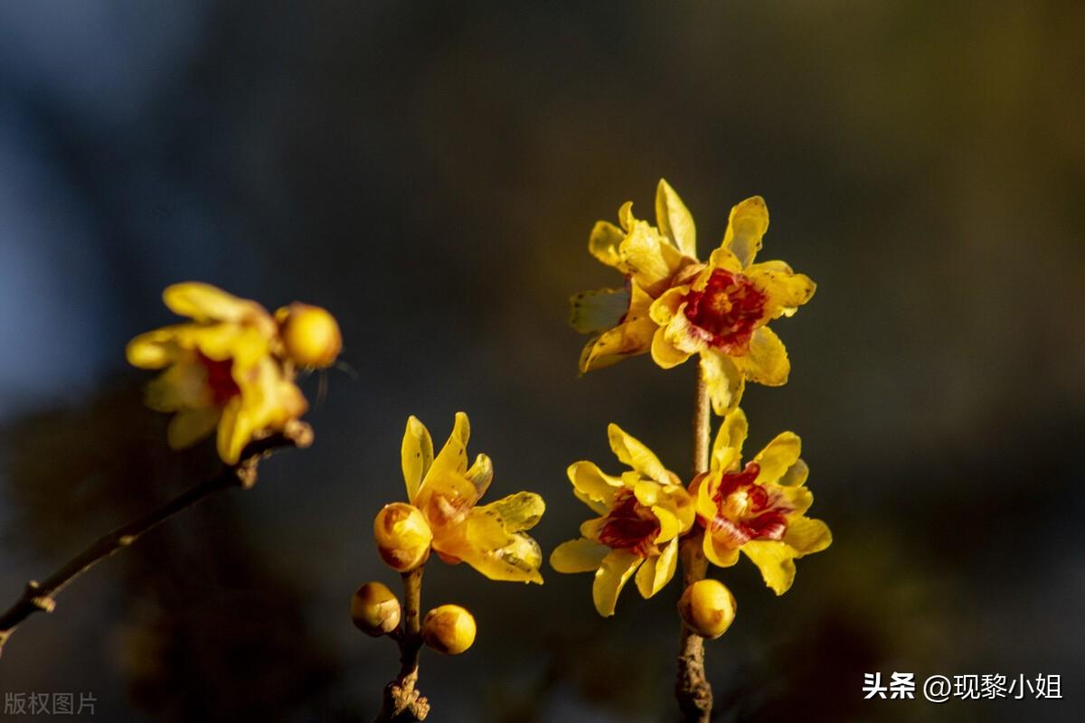 腊月暖心文案短句（腊月暖心浪漫说说）