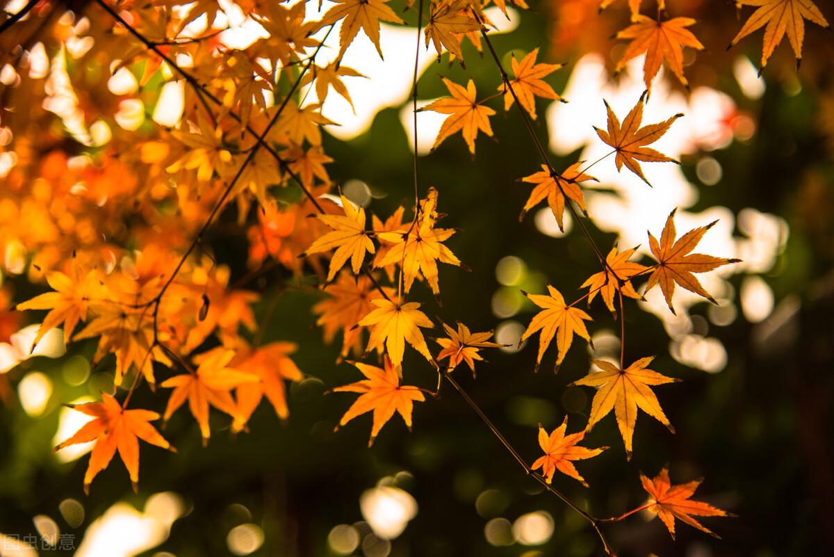 白露朋友圈文案（二十四节气白露节气问候祝福语）