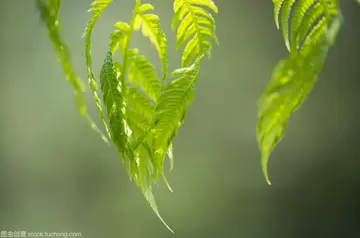 《生活因梦想而精彩》（关于生活目标的作文精选）