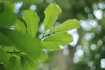 生活如茶的话题优秀作文（《生活本该如此》）