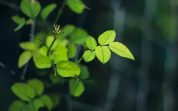 面对生活的话题优秀作文（《寻找生活的诗意》）