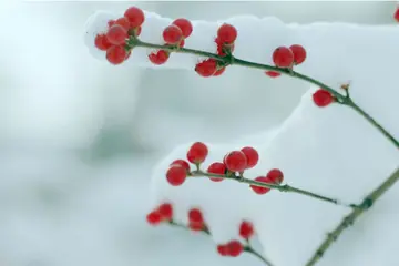 关于初雪的经典语录（特别经典的初雪短句）