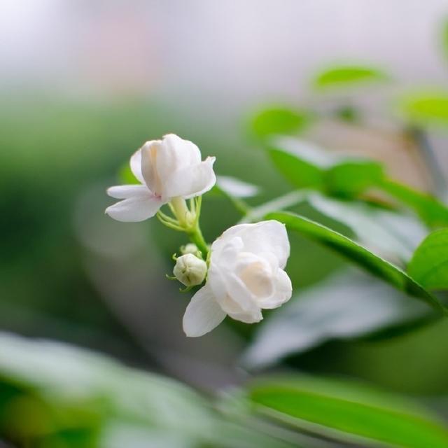 感悟生活的心情语录（让人惊艳的心情句子）