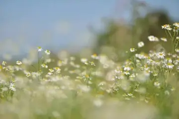 让真情自然流露600字作文（共享安谧，共度夕阳）