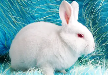 《可爱的小白兔》（关于可爱兔子的作文精选）