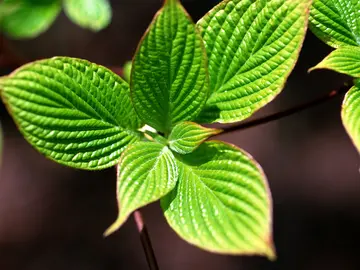 《蚕宝宝十分可爱》（关于可爱生命的作文精选）