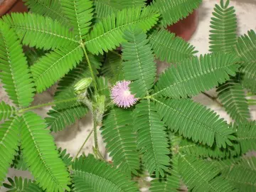 《神奇可爱的含羞草》（关于可爱草木的作文精选）