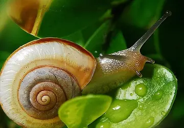 有关可爱蜗牛的作文精选范例（《胆小可爱的蜗牛》）