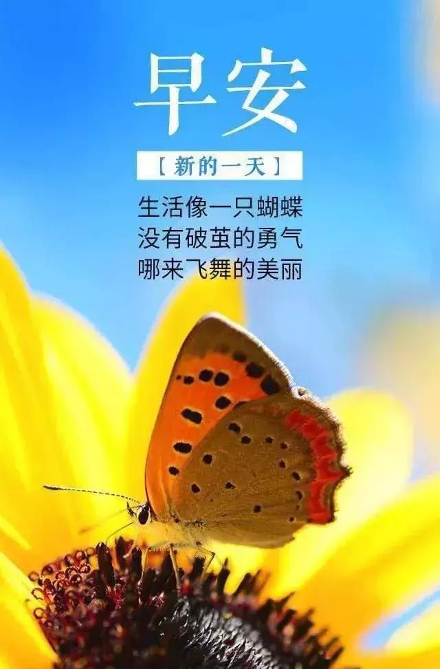 充满阳光的早安句子（非常精致的早安心语）