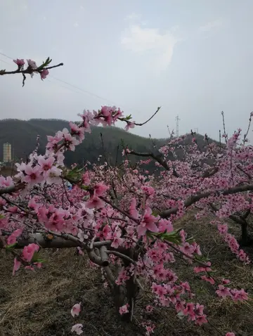 我的家乡作文600字初中（参观我的家乡）