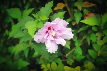 有关通往成功的作文精选范例（《失败后的成功》）