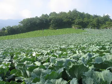 有关完美人生的作文精选范例（《绽放人生精彩》）