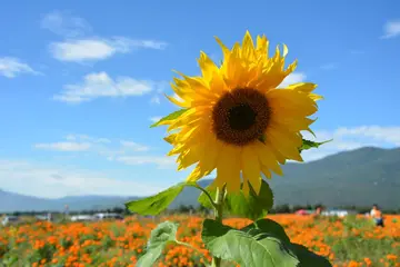 有关微笑面对的作文精选范例（《微笑让我自信》）