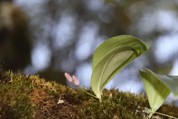 有关心灵钟声的作文精选范例（《用心灵去倾听》）