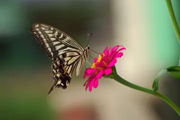 对待自然的话题优秀作文（《大自然的呼唤》）