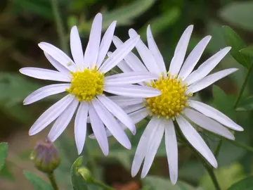 家乡花朵的话题优秀作文（《我爱故乡的野菊花》）