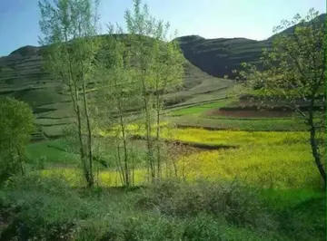 家乡夏季的话题优秀作文（《故乡似火的夏天》）