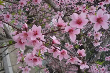 路遇芬芳600字优秀作文（蓬勃生机）